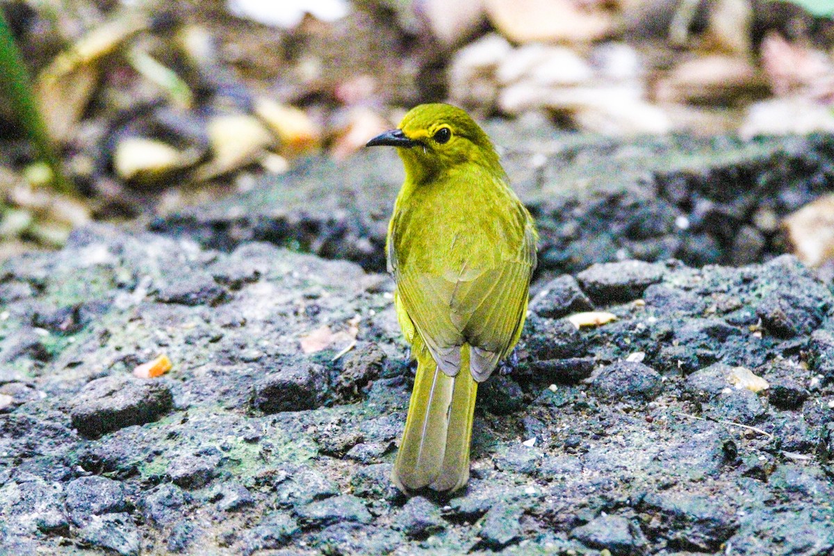 Yellow-browed Bulbul - ML644069056