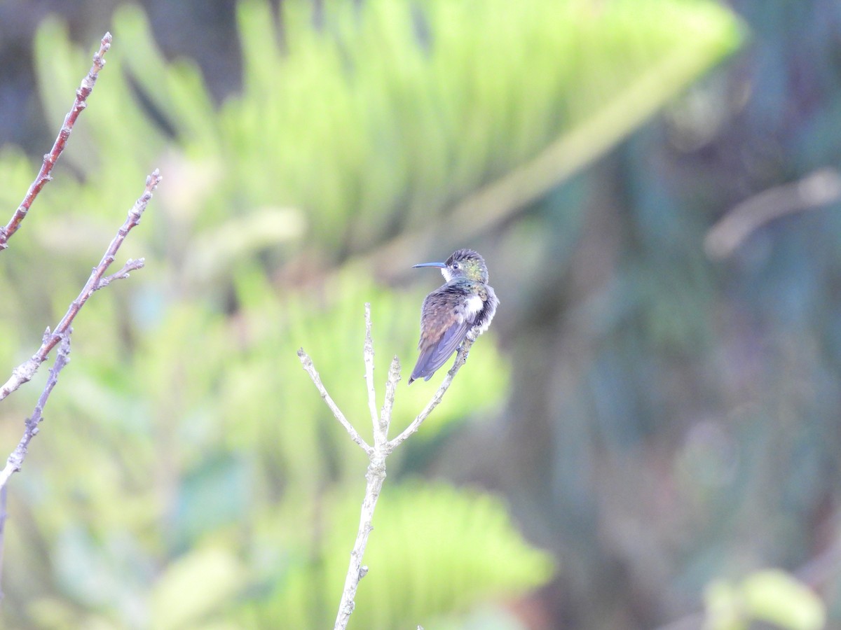 Azure-crowned Hummingbird - ML644069057
