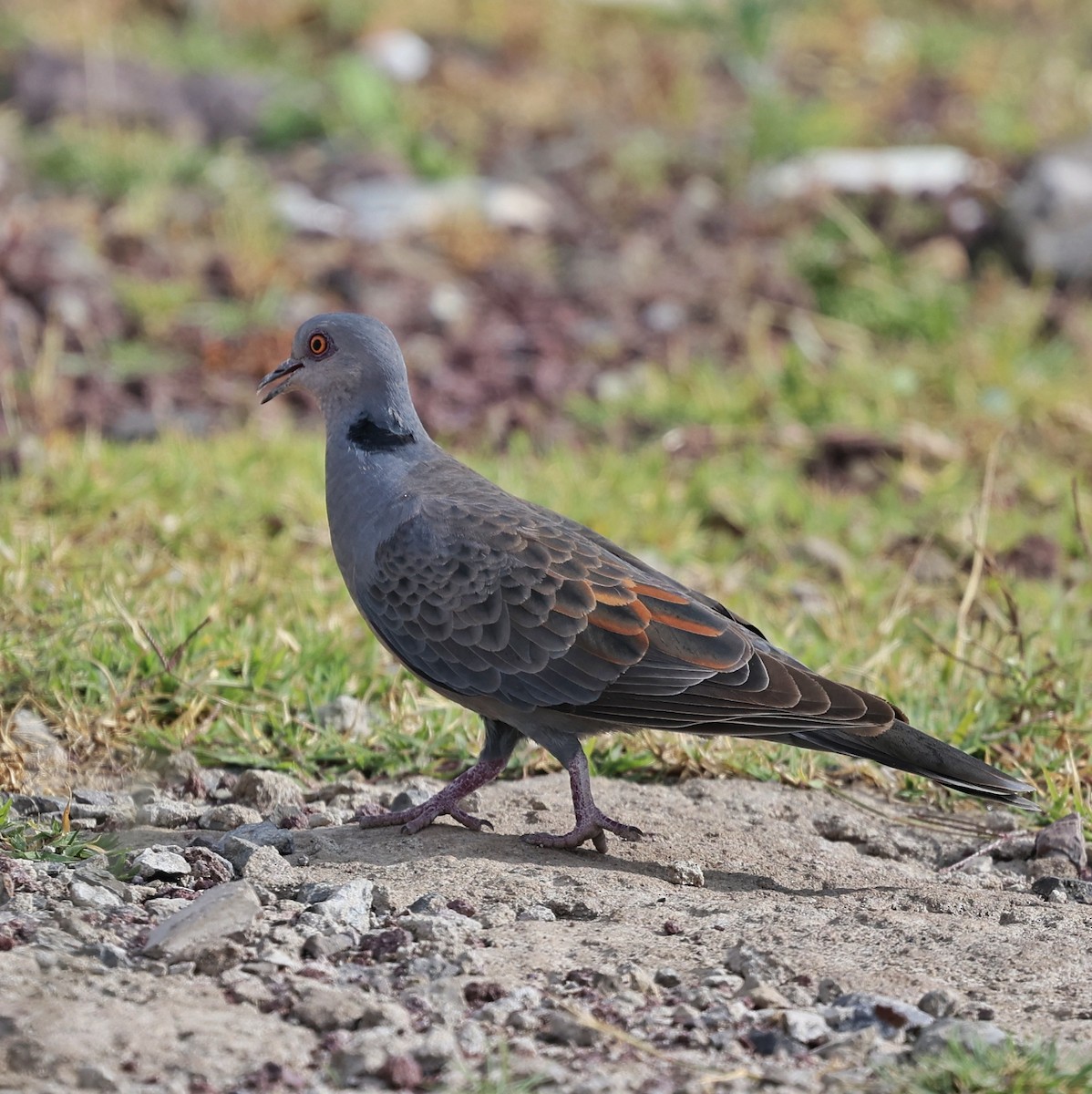 rustvingedue - ML644069060