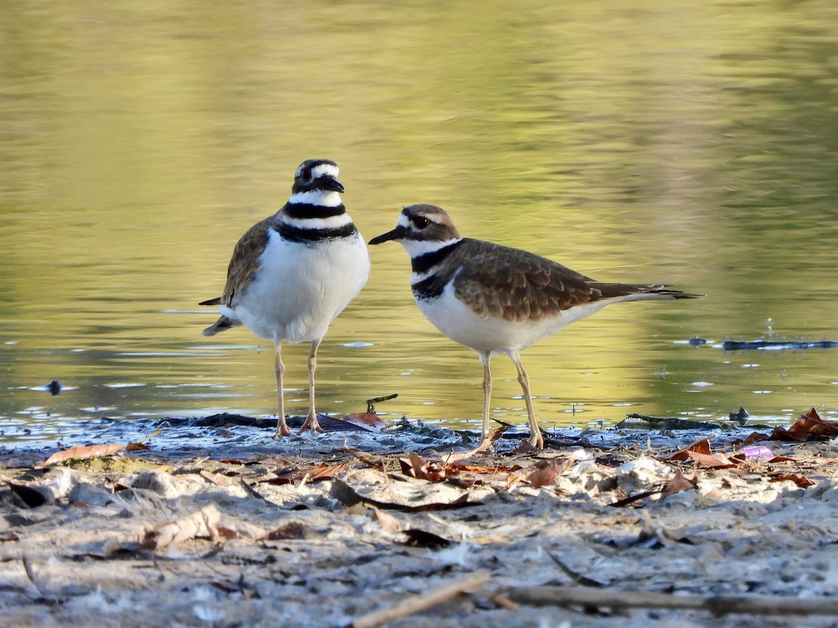 Killdeer - ML644069062
