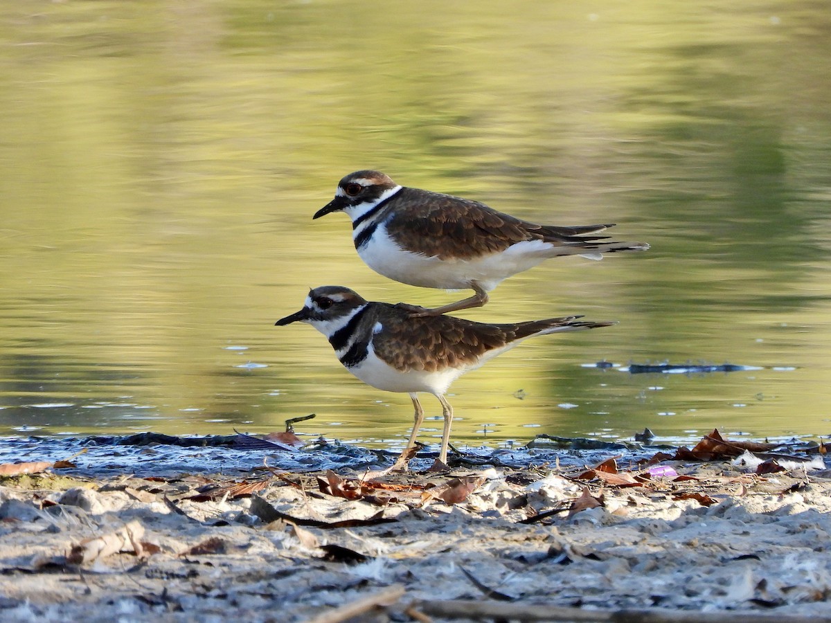 Killdeer - ML644069063