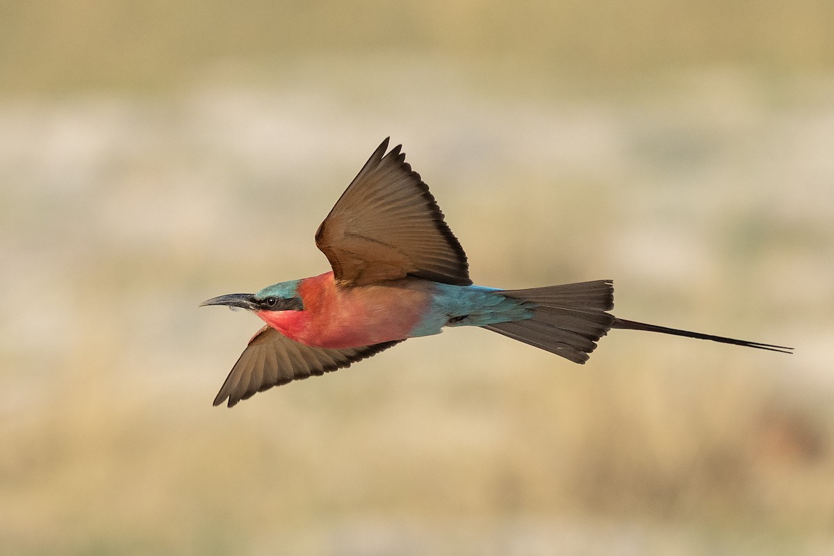 Southern Carmine Bee-eater - ML644069068
