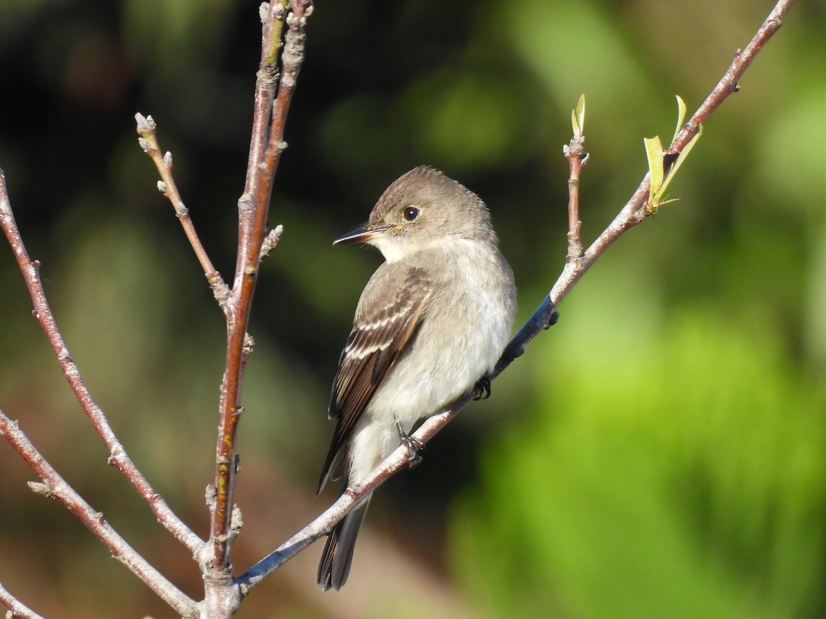 Western Wood-Pewee - ML644069069