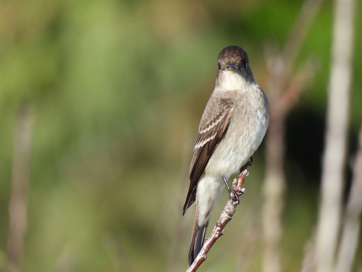 Western Wood-Pewee - ML644069070
