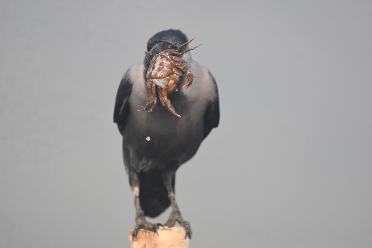 House Crow - ML644069079