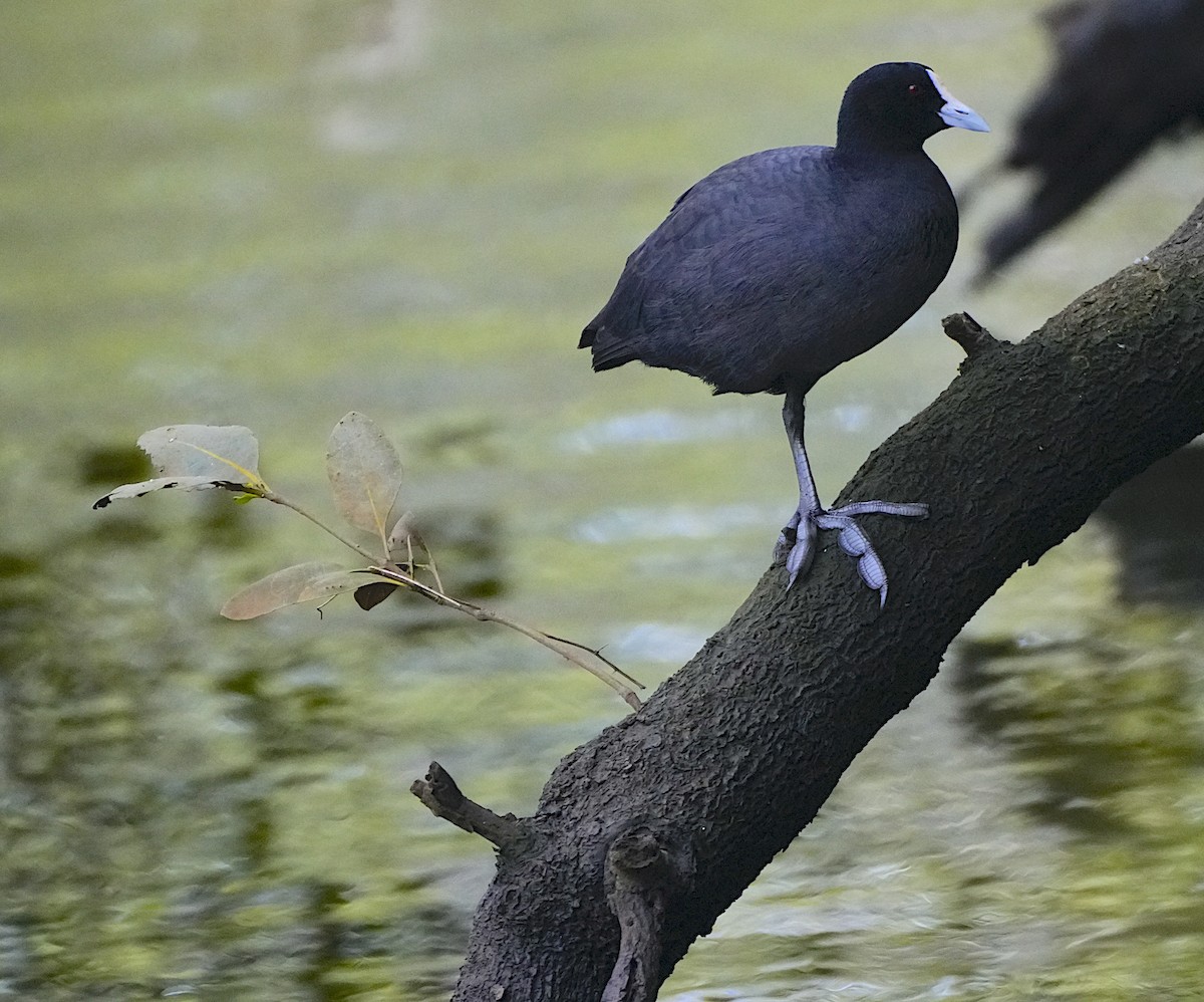 Eurasian Coot - ML644069081