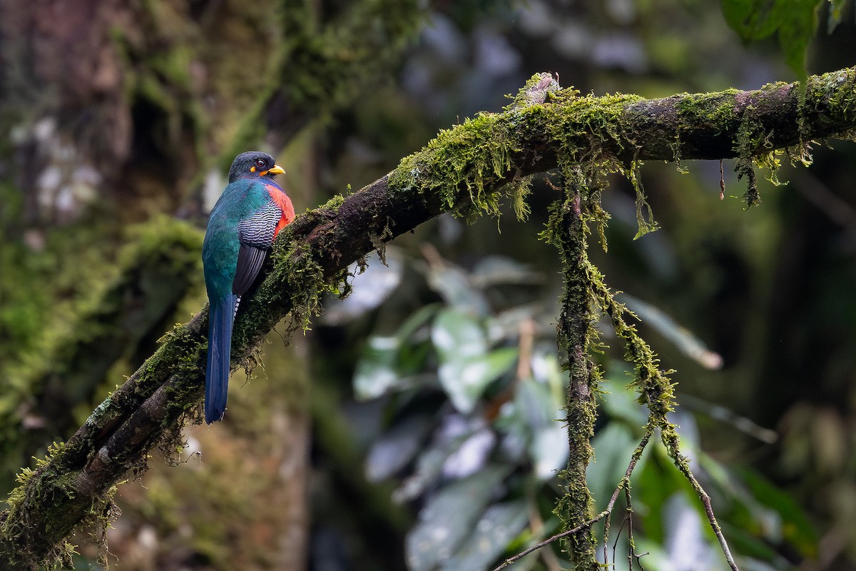 Bar-tailed Trogon - ML644069082