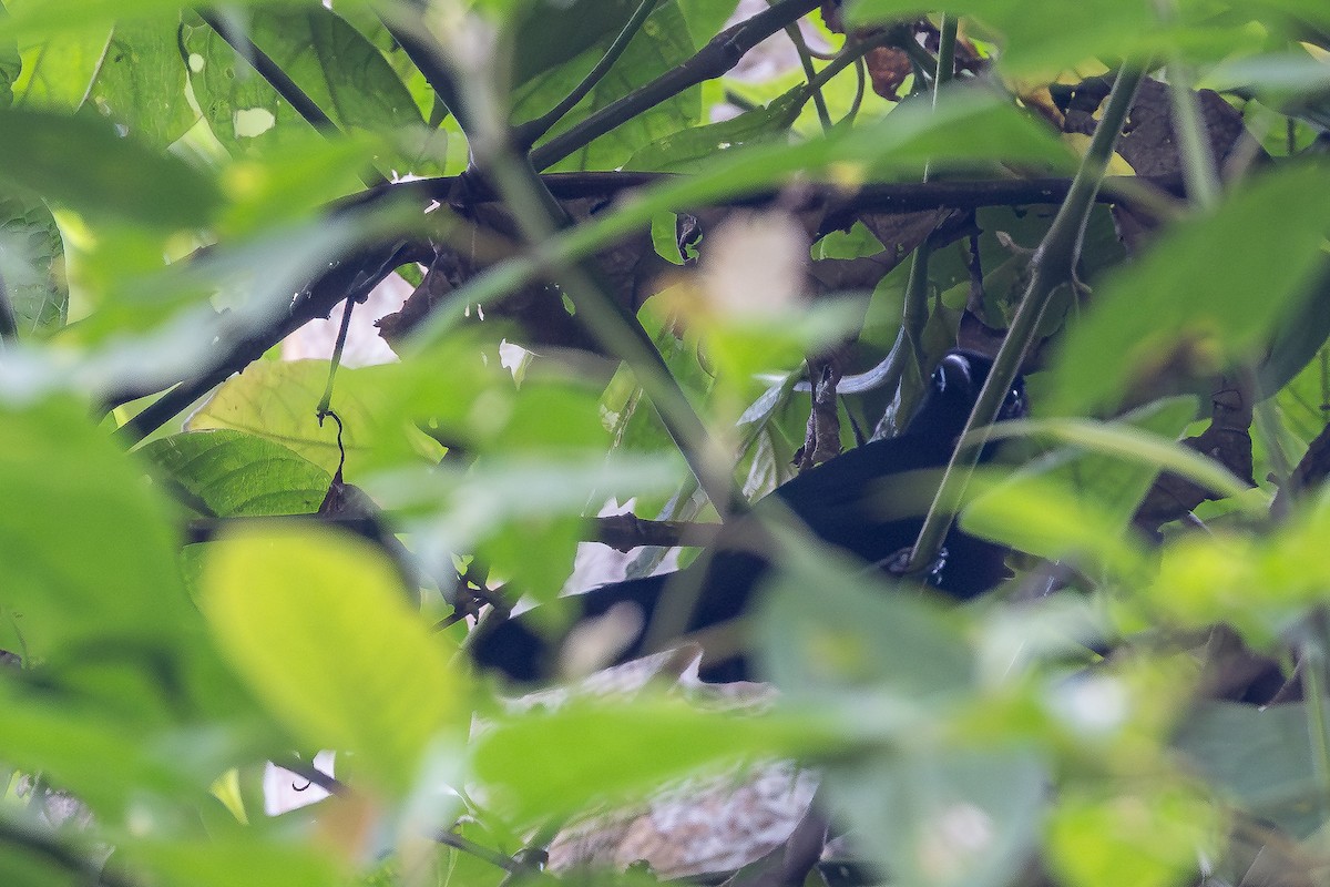 Willard's Sooty Boubou - ML644069084