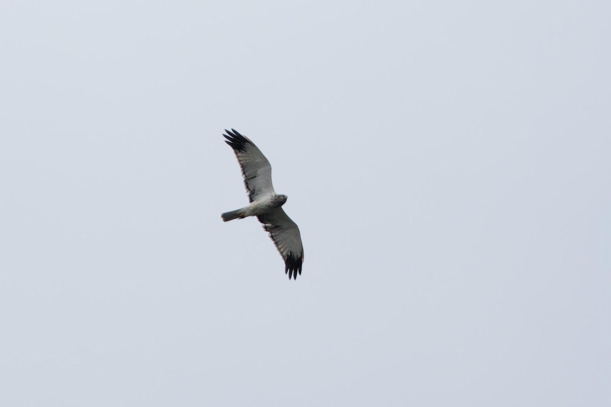 Eastern Marsh Harrier - ML644069089