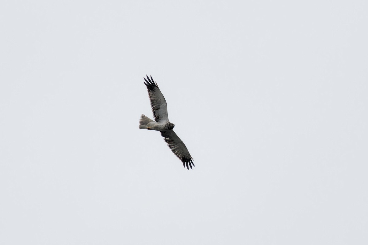 Eastern Marsh Harrier - ML644069090