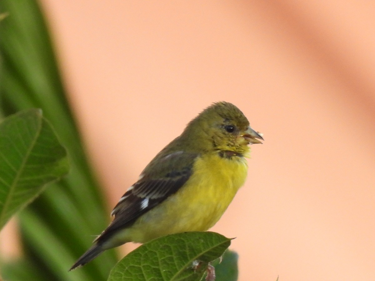Lesser Goldfinch - ML644069092