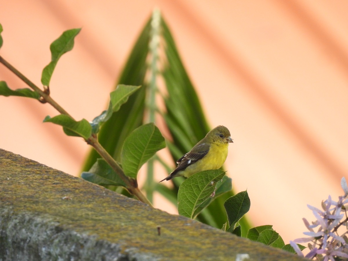 Lesser Goldfinch - ML644069093