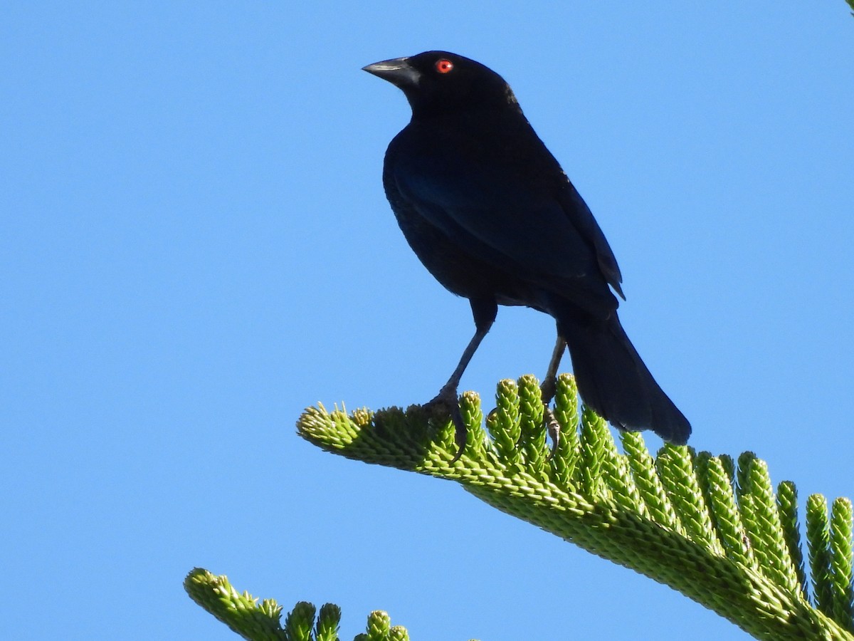 Bronzed Cowbird - ML644069100