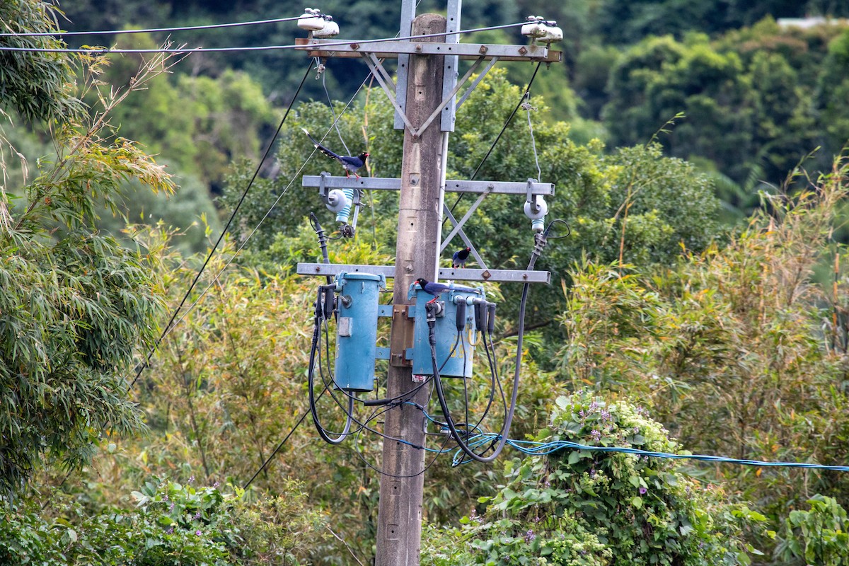 Taiwan Blue-Magpie - ML644069109