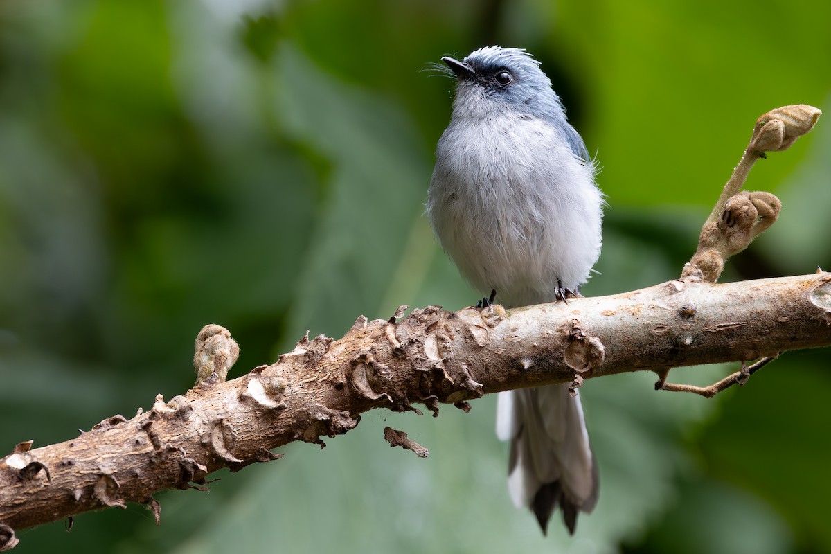 White-tailed Blue Flycatcher - ML644069115