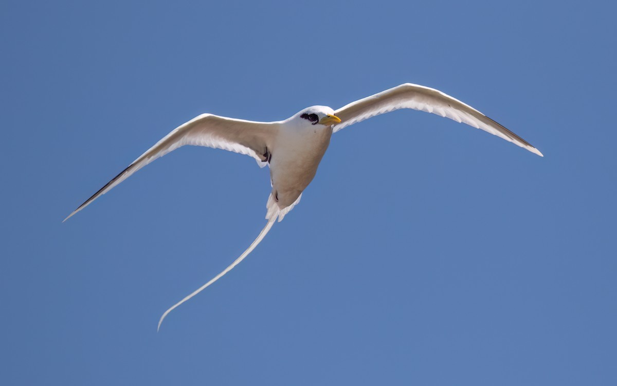 White-tailed Tropicbird - ML644069117