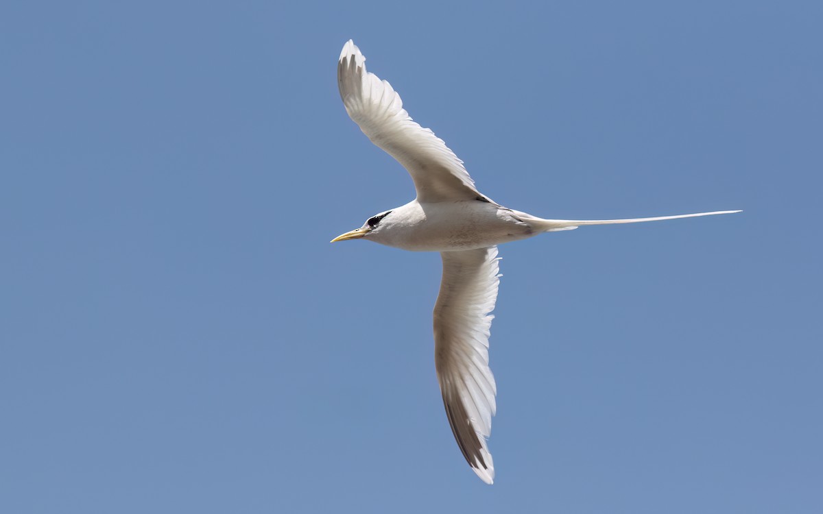 White-tailed Tropicbird - ML644069118