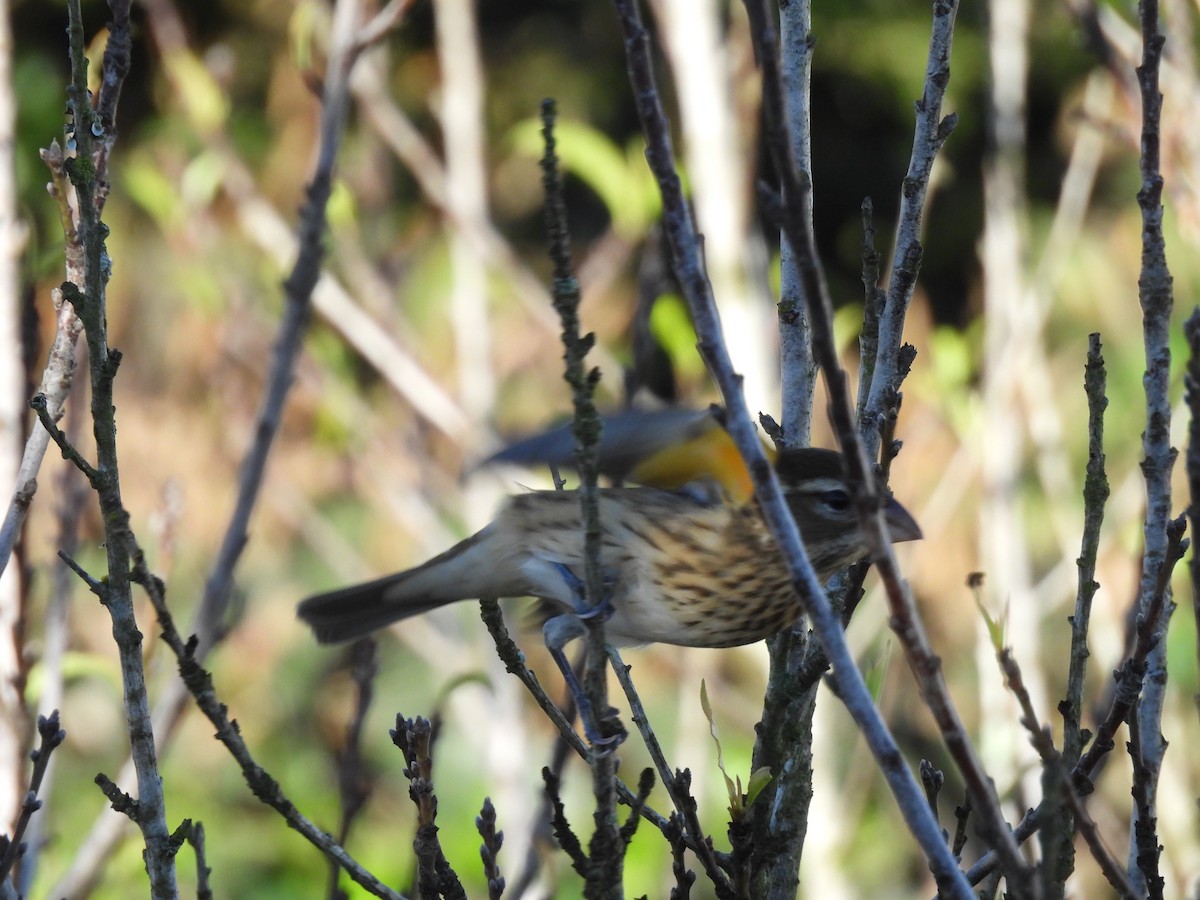 Rose-breasted Grosbeak - ML644069123