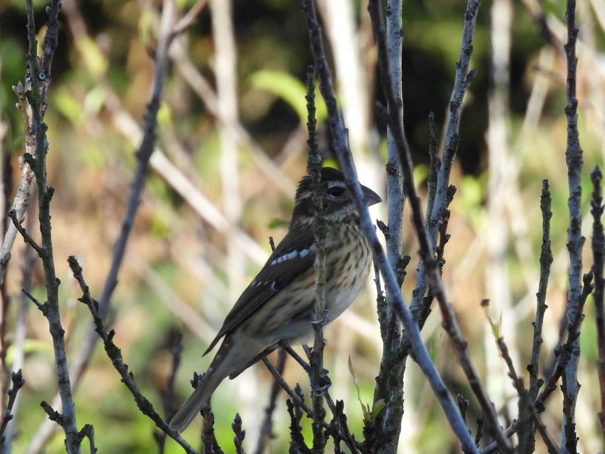 Rose-breasted Grosbeak - ML644069124