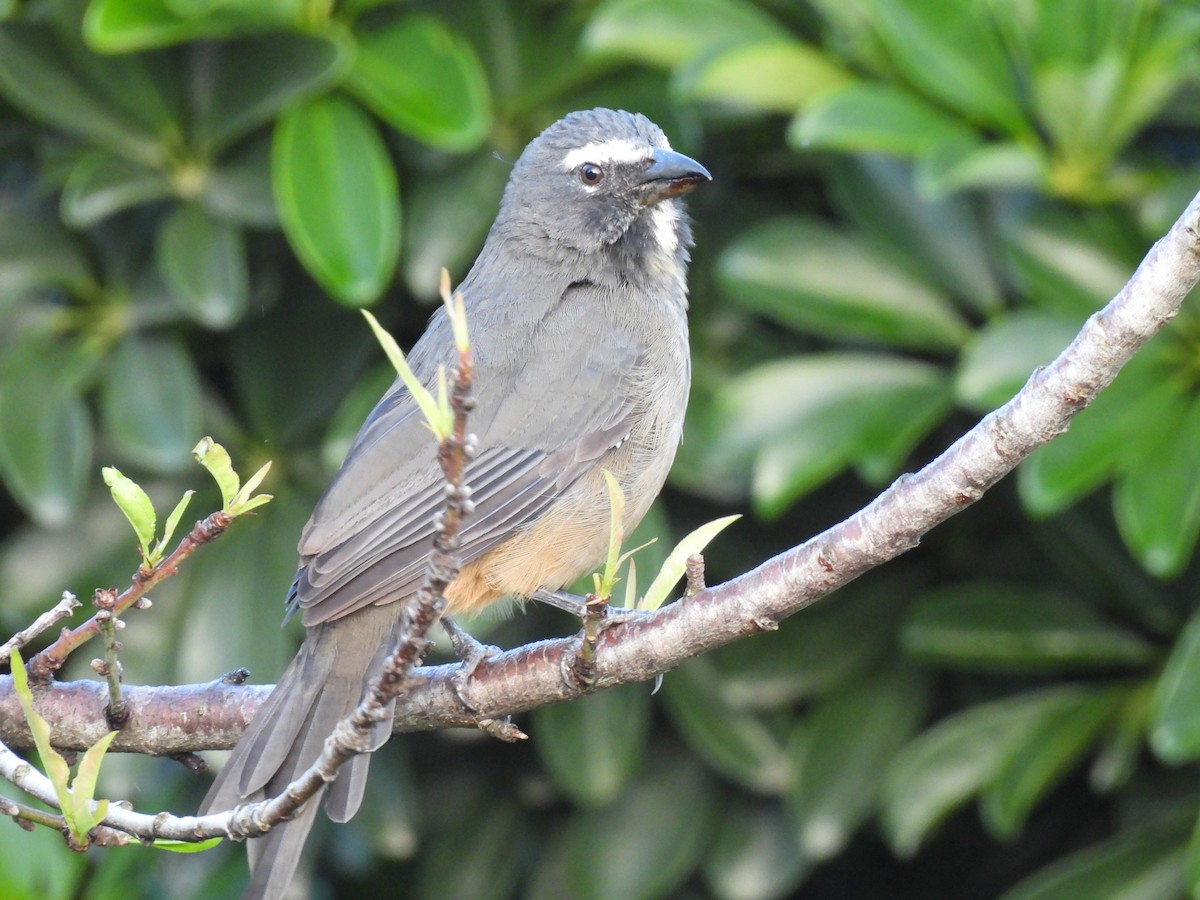 Cinnamon-bellied Saltator - ML644069130