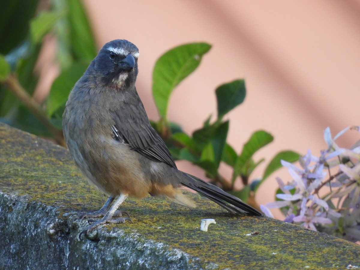 Cinnamon-bellied Saltator - ML644069131