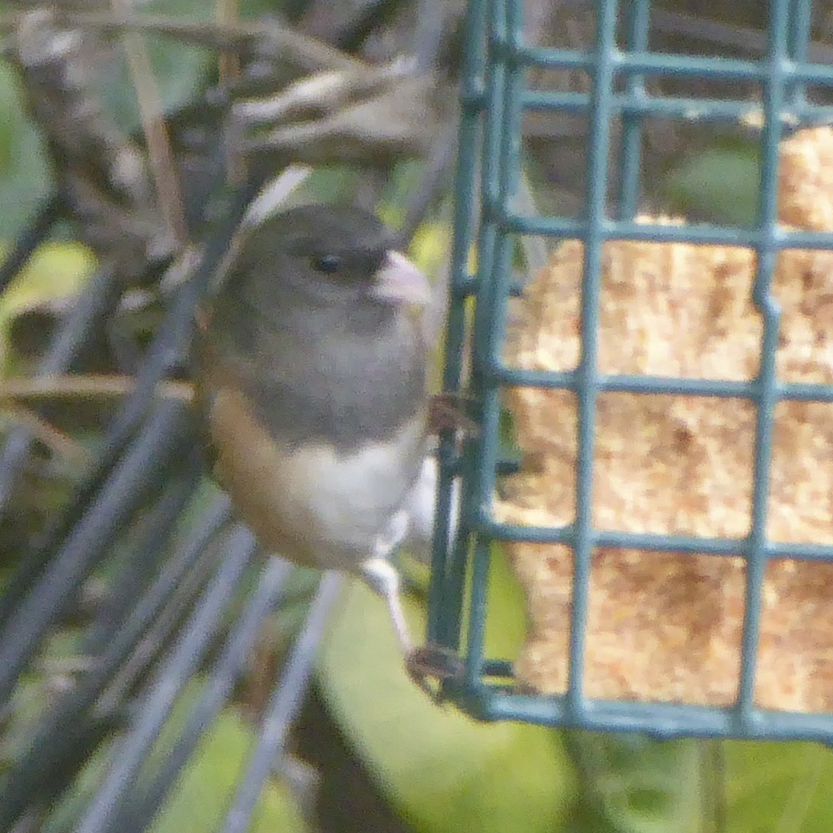 Dark-eyed Junco - ML644069132