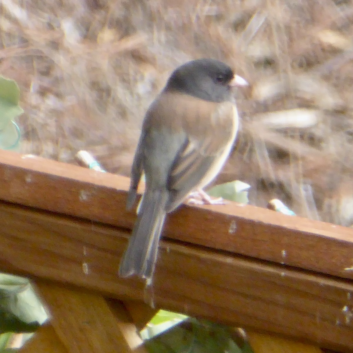 Dark-eyed Junco - ML644069133