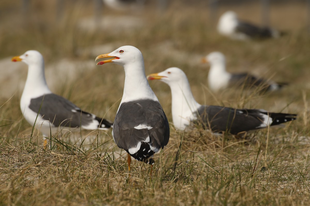 Lesser Black-backed Gull - ML644069136