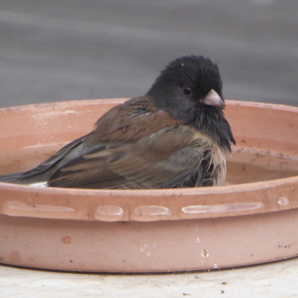 Dark-eyed Junco - ML644069137