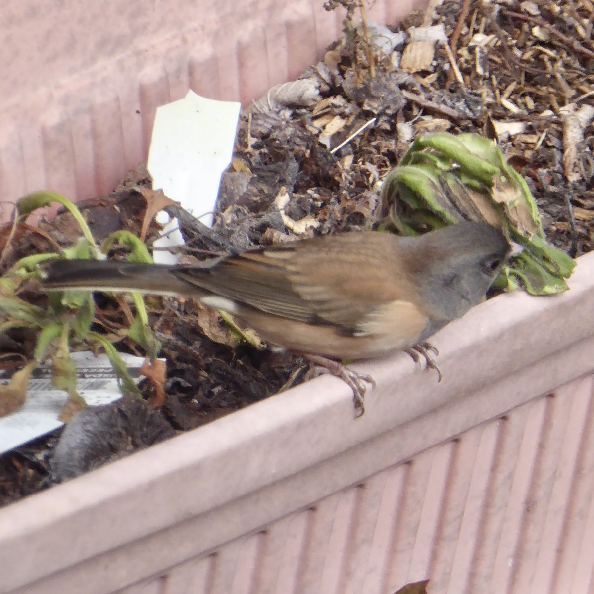 Dark-eyed Junco - ML644069142