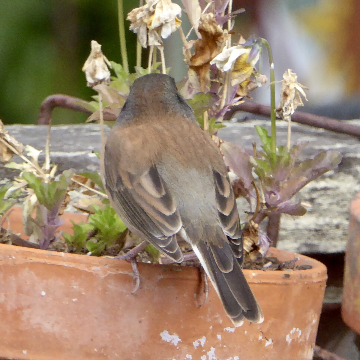 Dark-eyed Junco - ML644069143