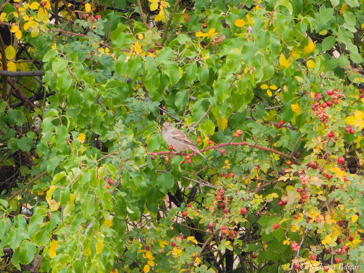 House Sparrow - ML644069148