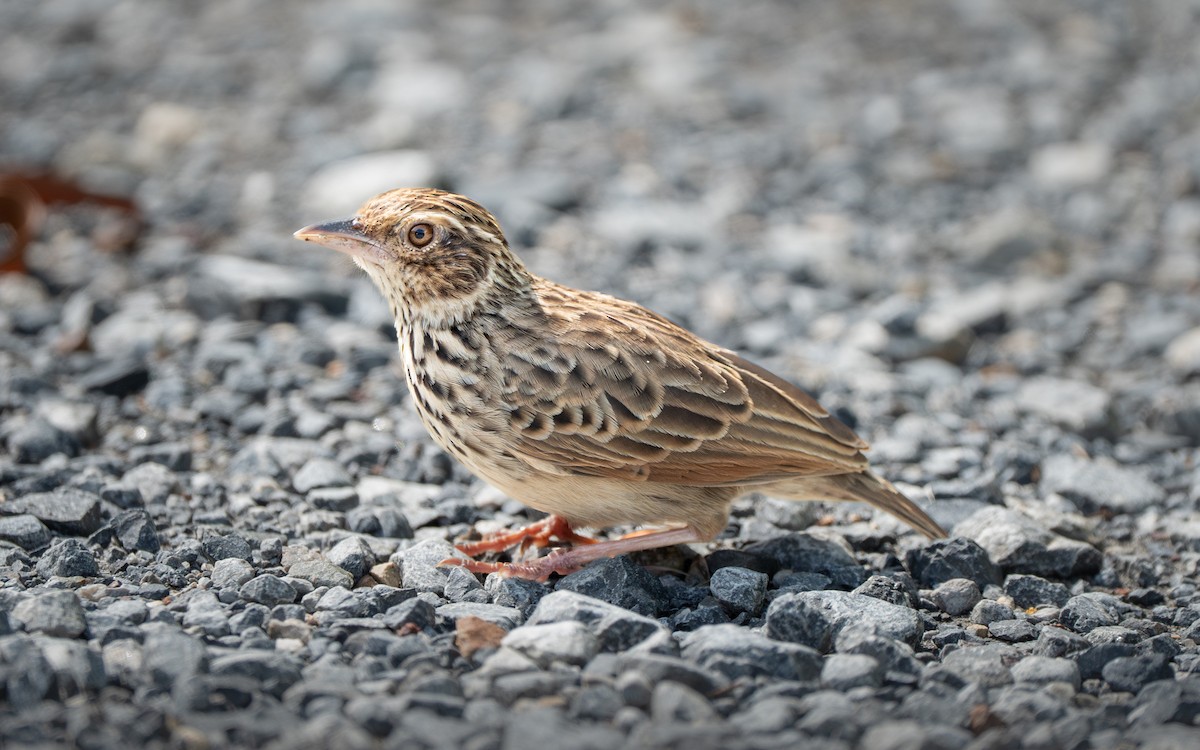 Indochinese Bushlark - ML644069150