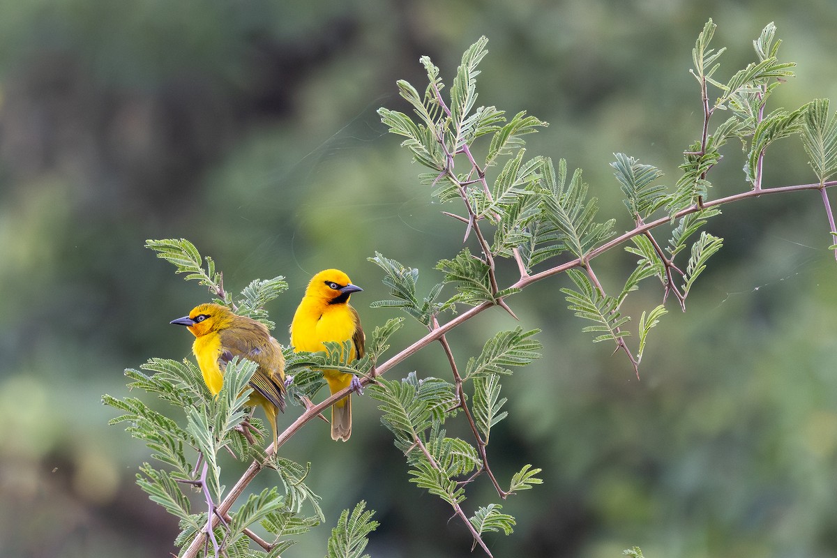 Spectacled Weaver (Yellow-throated) - ML644069160
