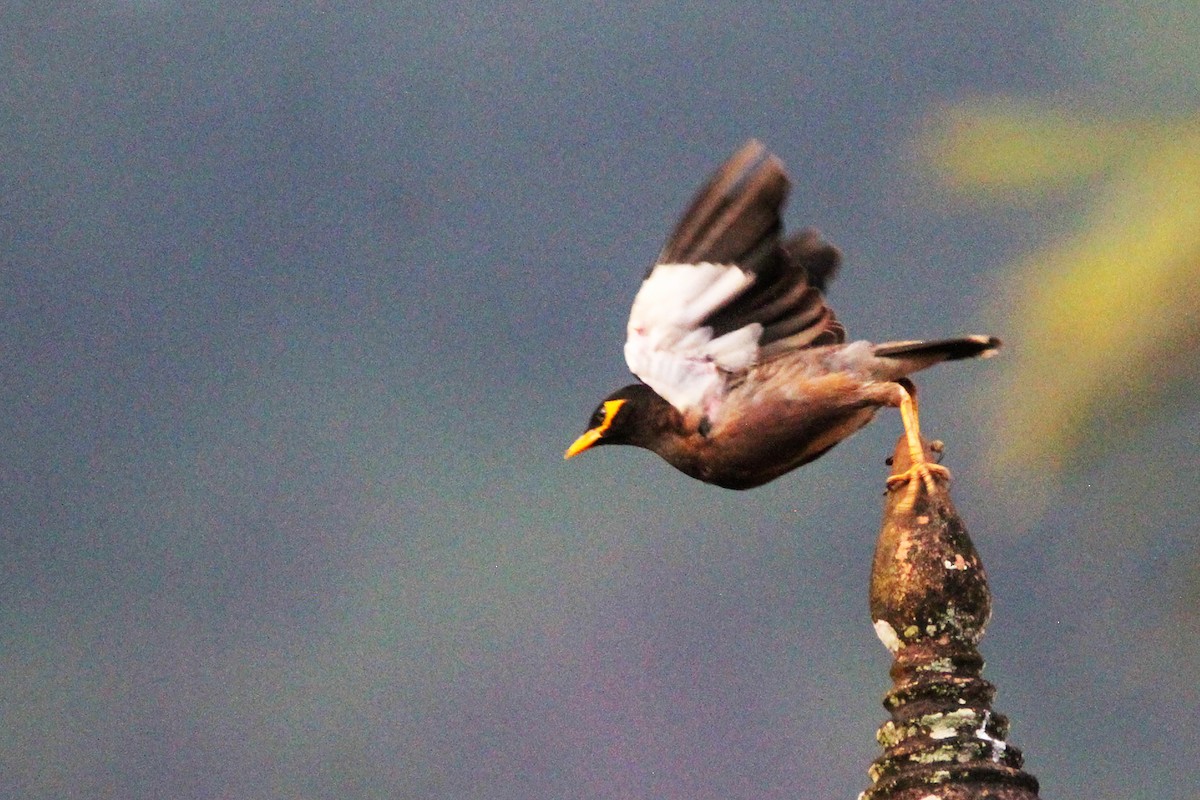 Common Myna - ML644069171