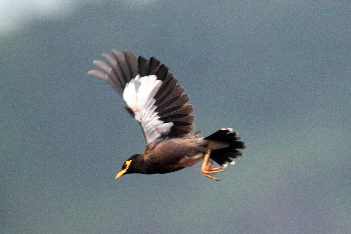 Common Myna - ML644069173