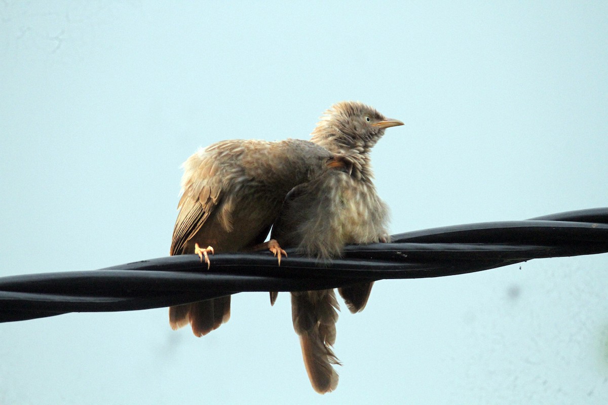 Jungle Babbler - ML644069177