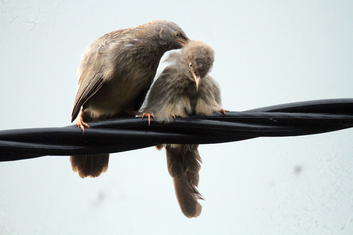 Jungle Babbler - ML644069178