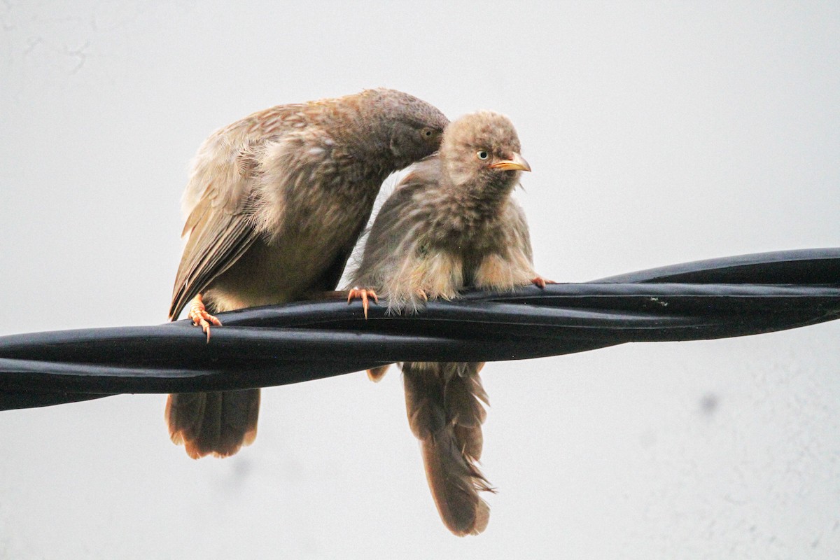 Jungle Babbler - ML644069179