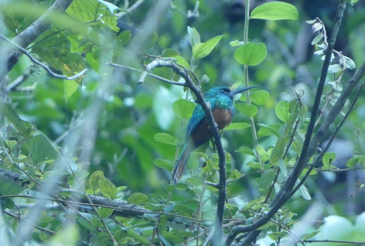 Bluish-fronted Jacamar - ML644069181