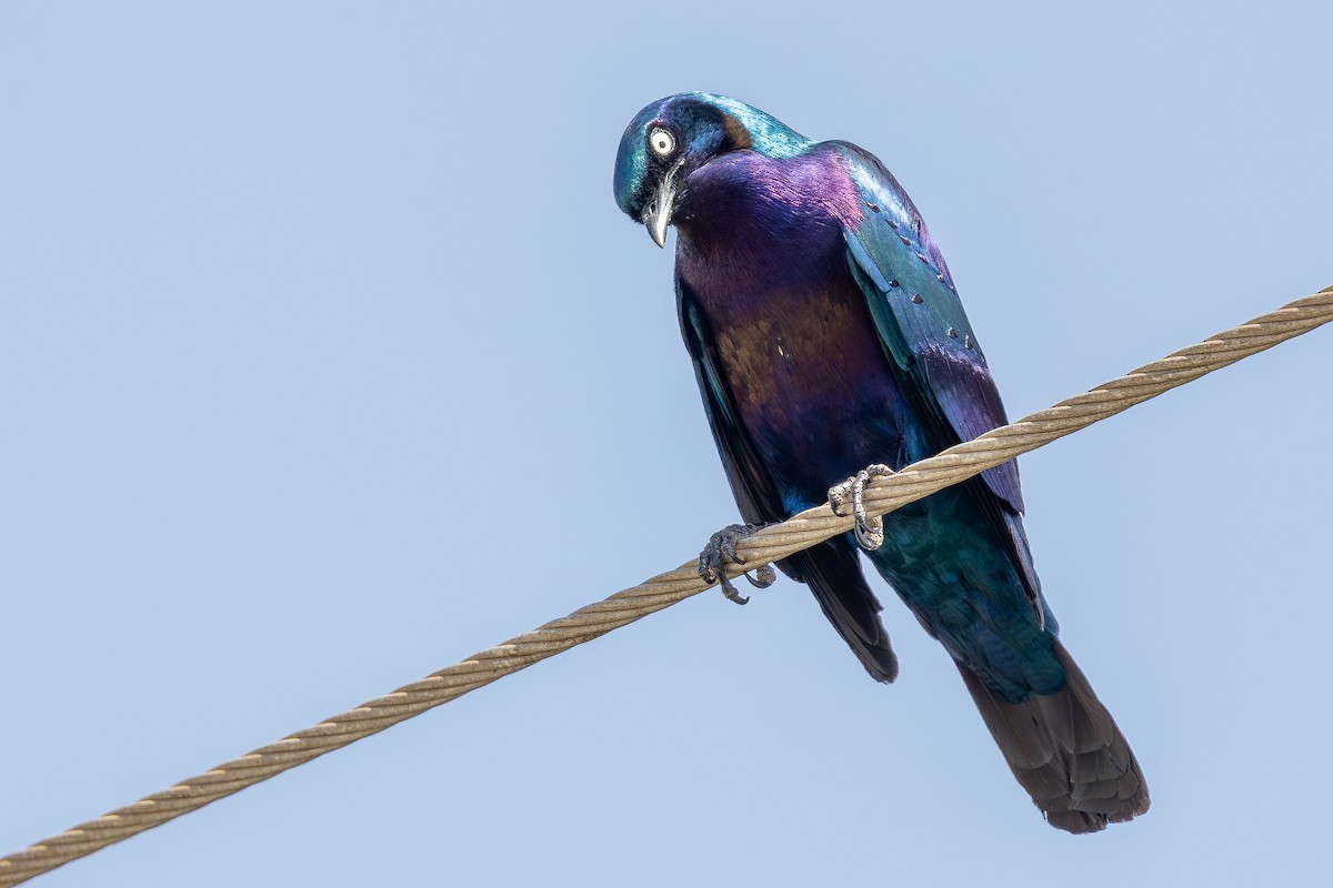Splendid Starling - ML644069182