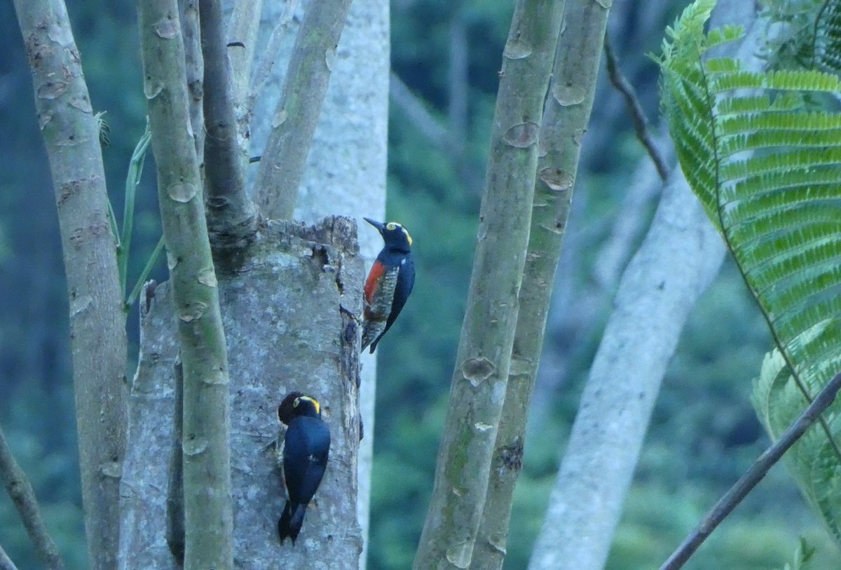 Pic à chevron d'or - ML644069184