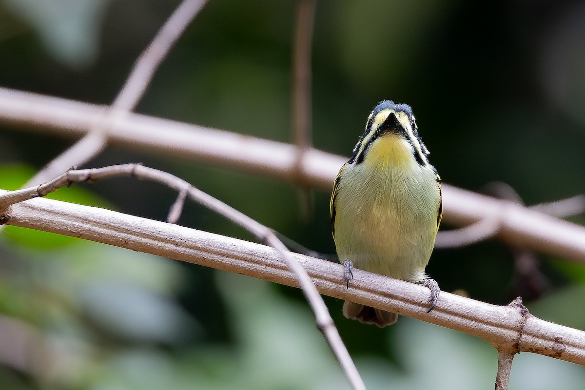 vousáček drobný - ML644069186