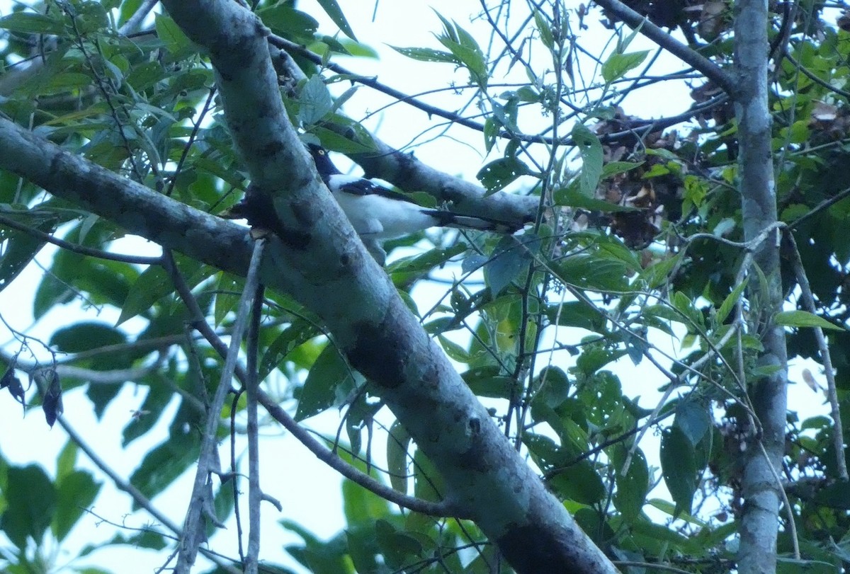 Magpie Tanager - ML644069190