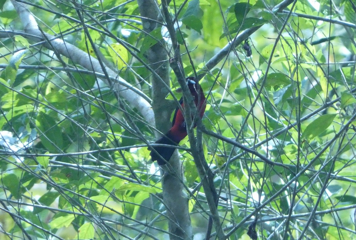 Silver-beaked Tanager - ML644069192