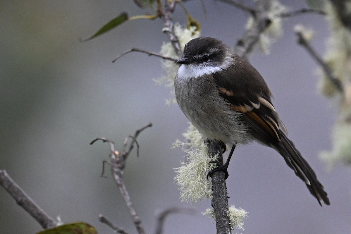 White-throated Tyrannulet - ML644069193