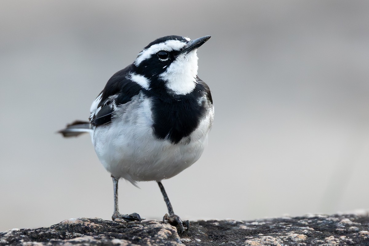 African Pied Wagtail - ML644069194