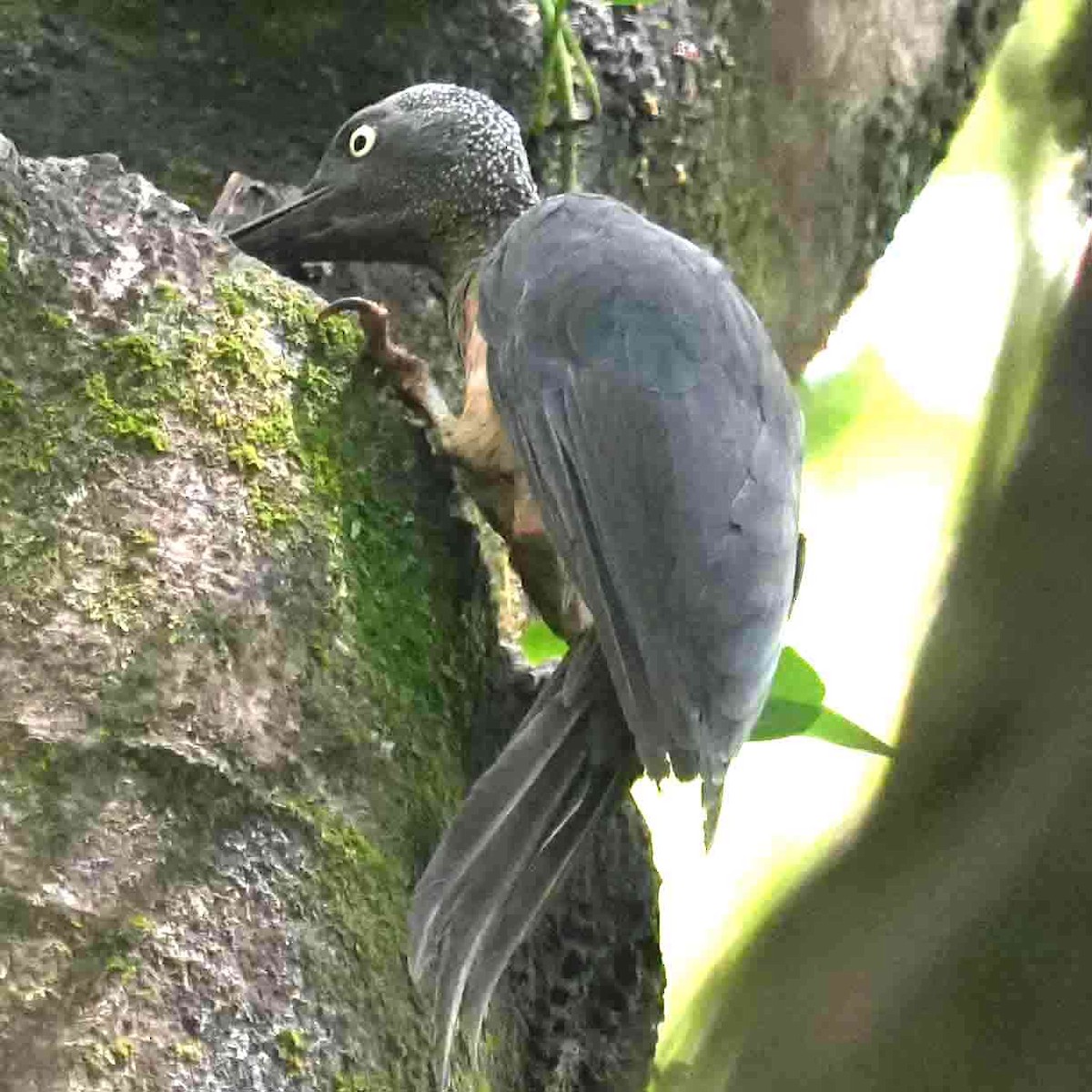 Ashy Woodpecker - ML644069198