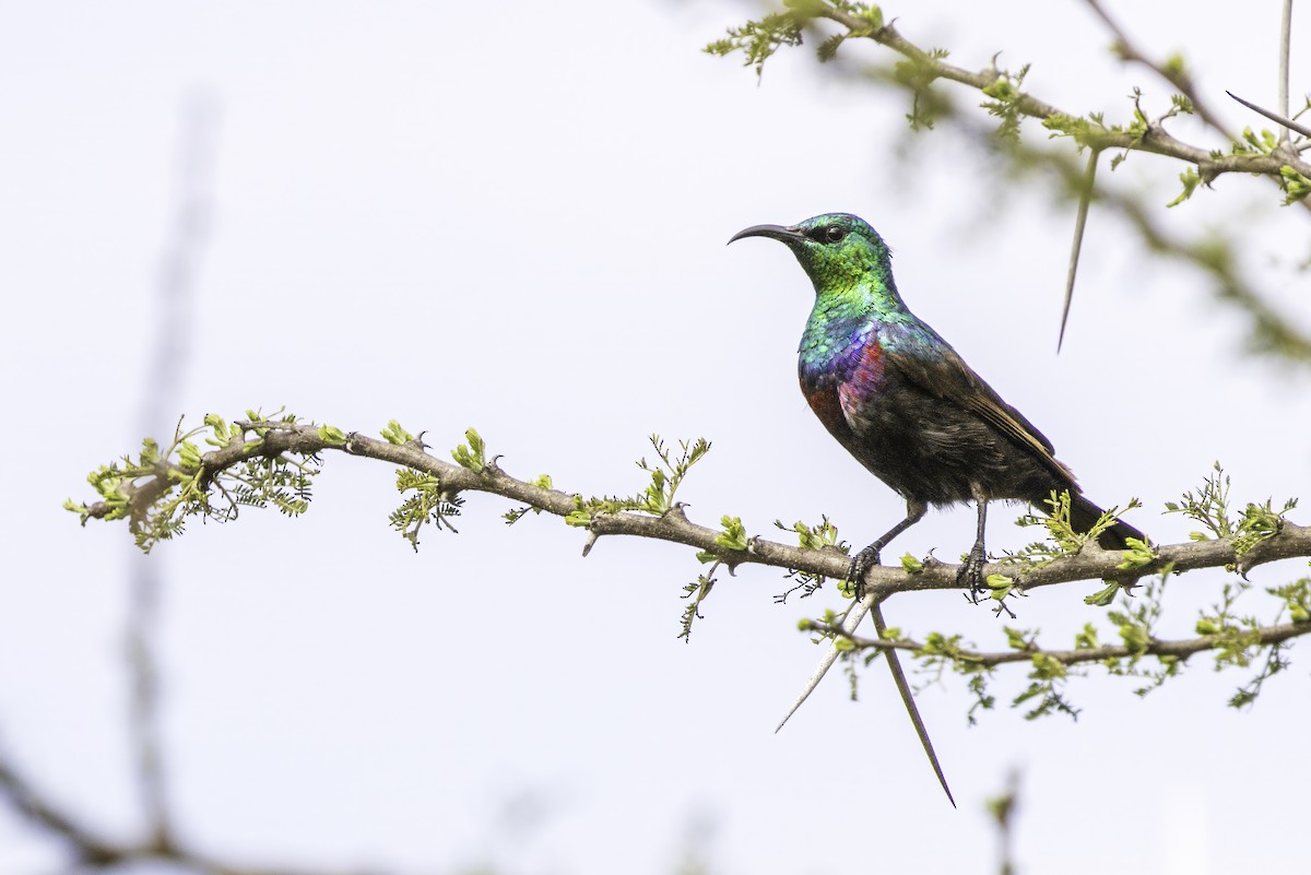 akasiesolfugl - ML644069202