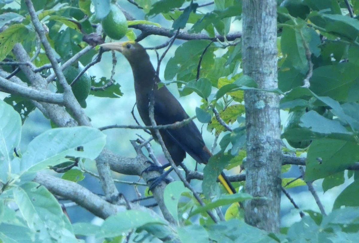 Russet-backed Oropendola - ML644069203